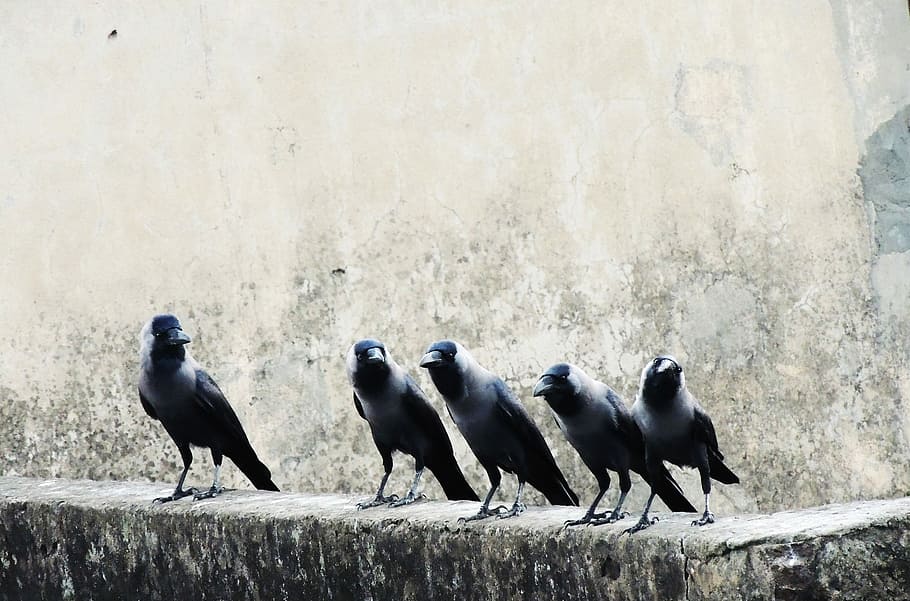 five black crow birds, flock of pied crows perching on gray concrete pavement