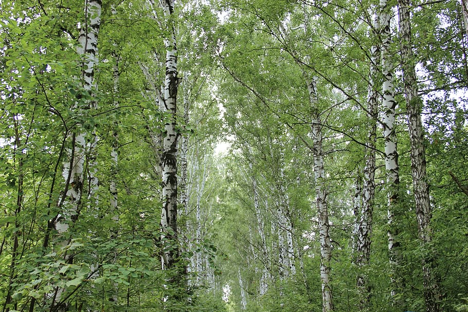summer, birch, nature, trees, tree trunks, green, living nature HD wallpaper