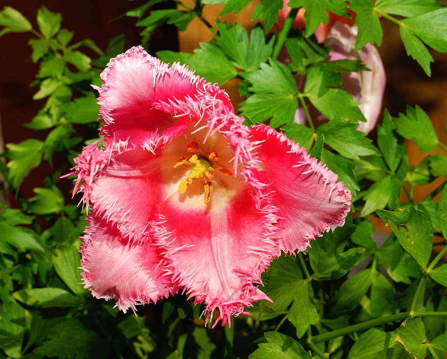 Flower, Blossom, Bloom, Tulip, fringed tulip, nature, plant HD wallpaper