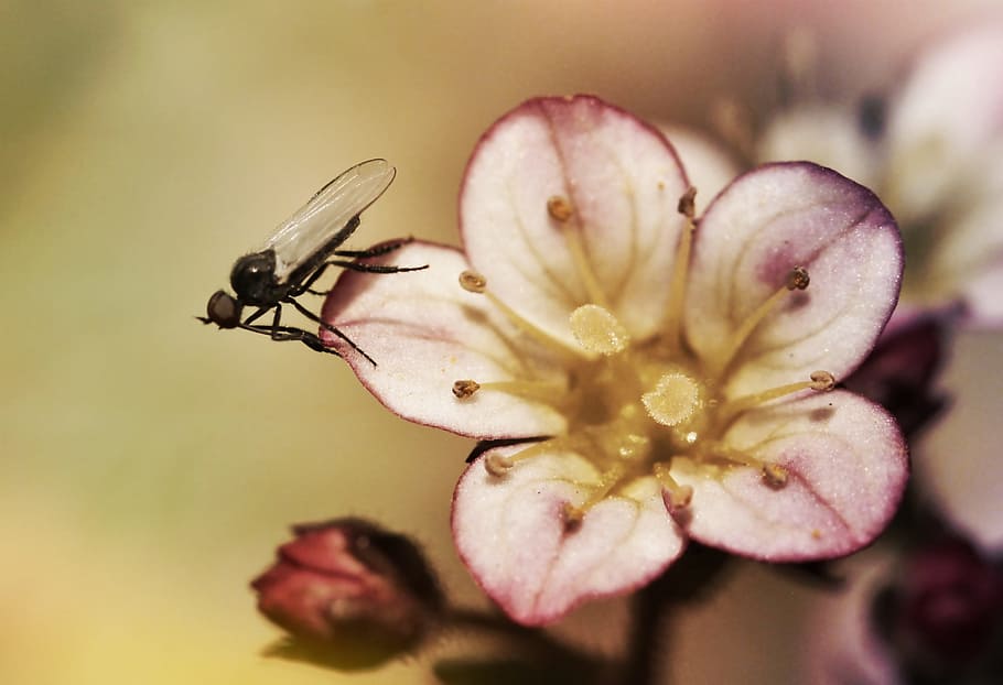 fly, insect, blossom, bloom, close, animal, flower, flower macro HD wallpaper