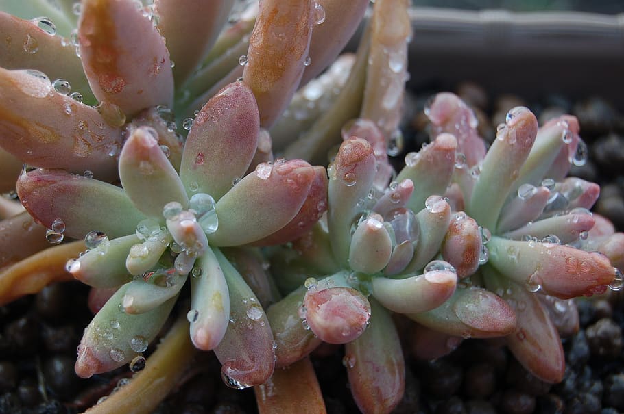 nature, succulent plants, close-up, no people, food and drink HD wallpaper