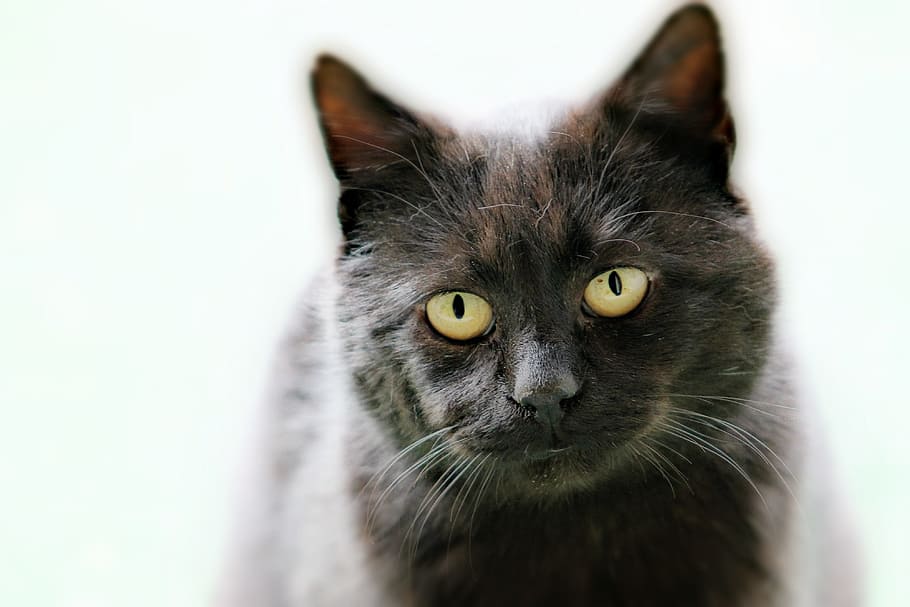 selective focus photography of black and gray cat, Pets, Watch, HD wallpaper