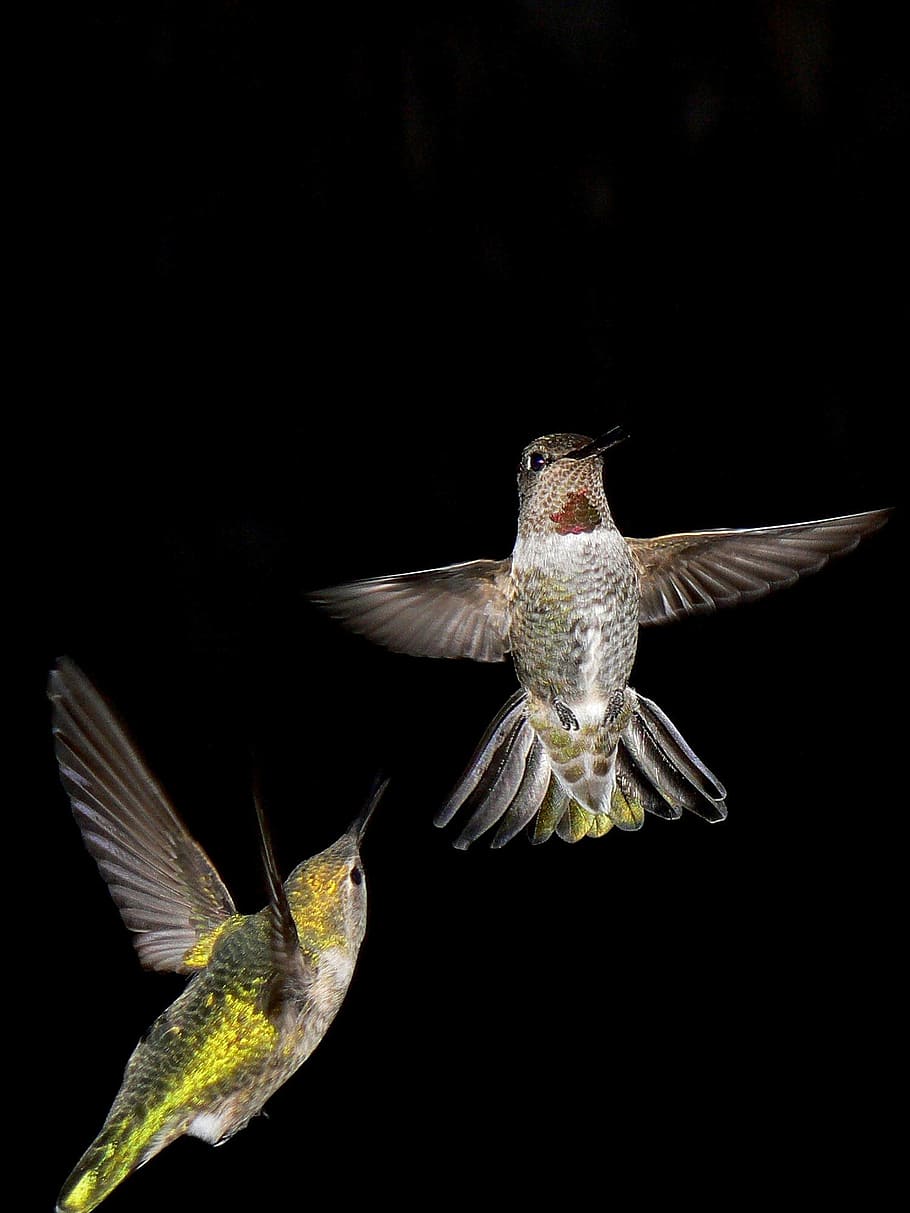 gray and green hummingbirds, night, animals, flying, fluttering, HD wallpaper