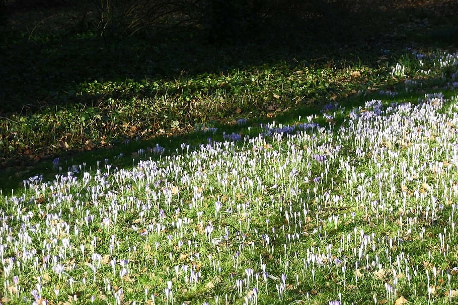 crocus, meadow, spring meadow, flowers, plant, growth, beauty in nature HD wallpaper