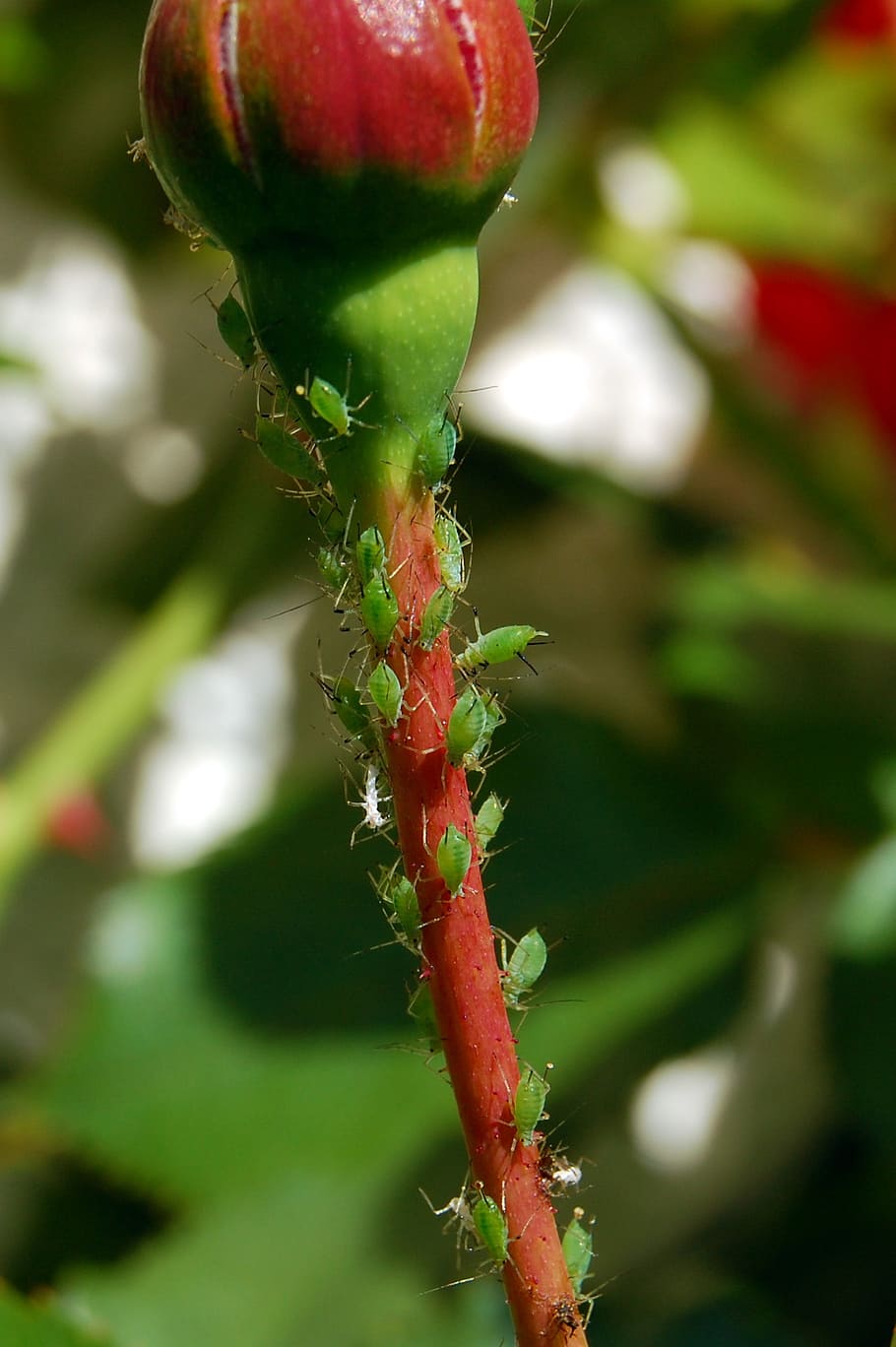 lice, aphids, ros, bud, red, close-up, green color, day, growth HD wallpaper