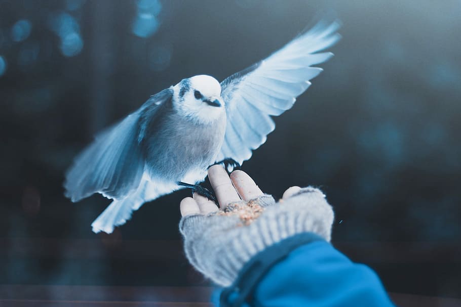 grey and white bird, hand, holding, feeding, wings, animal wildlife HD wallpaper