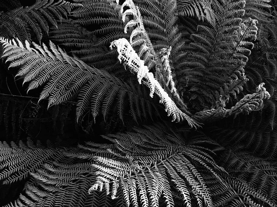 Page 2 | fern plant 1080P, 2K, 4K, 5K HD wallpapers free download ...