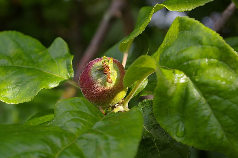 Apple Tree, Immature, Fruit Set, small, fruits, fruit tree HD wallpaper