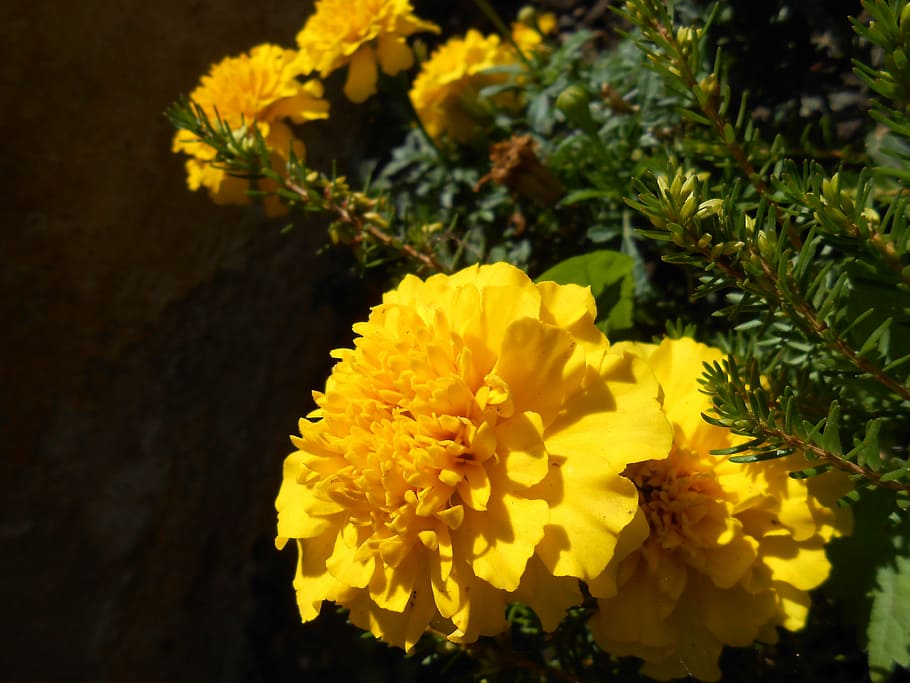 marigold, flower, flowers, blossom, bloom, summer, marigolds, HD wallpaper