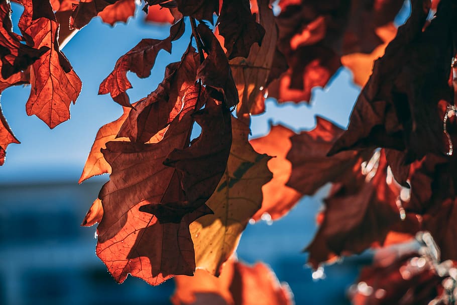 Almost is winter in NYC, red leaves on selective focus photo HD wallpaper