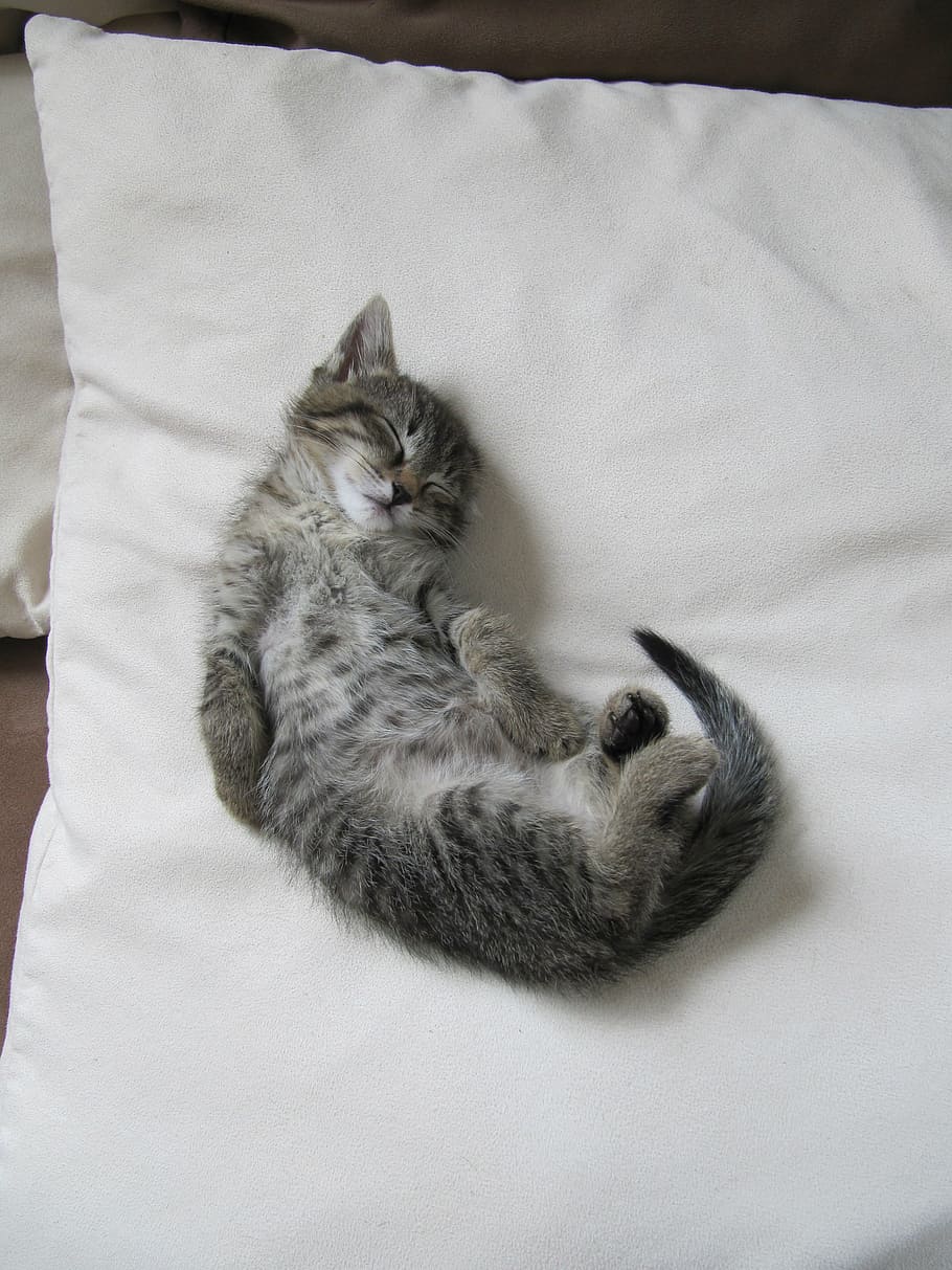 kitten, cat, cute, young cat, domestic cat, sleeping, sweet HD wallpaper