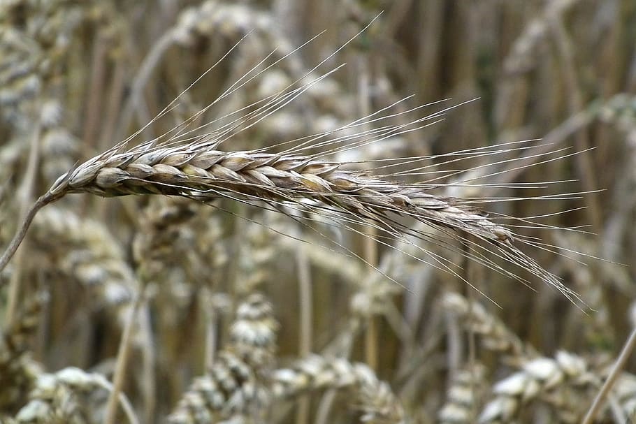 Wheat, Grain, Spike, Cereals, agriculture, cereal Plant, nature HD wallpaper