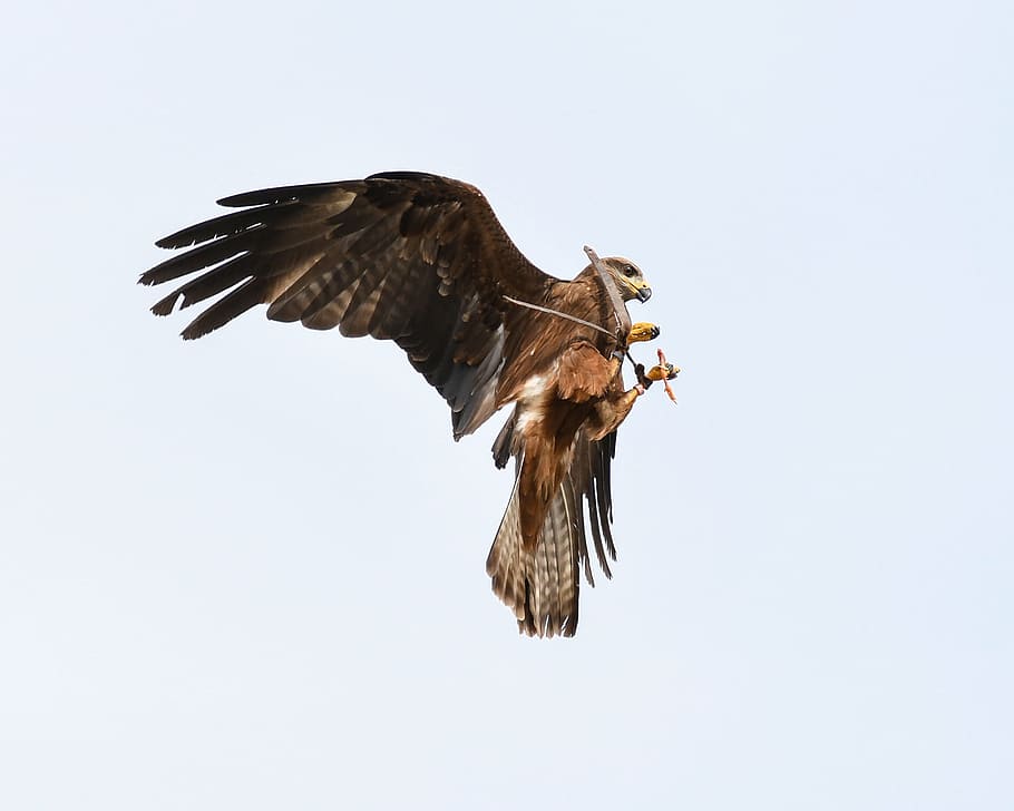 buzzard, raptor, flight, bird, sky, eat, flying, animal themes HD wallpaper