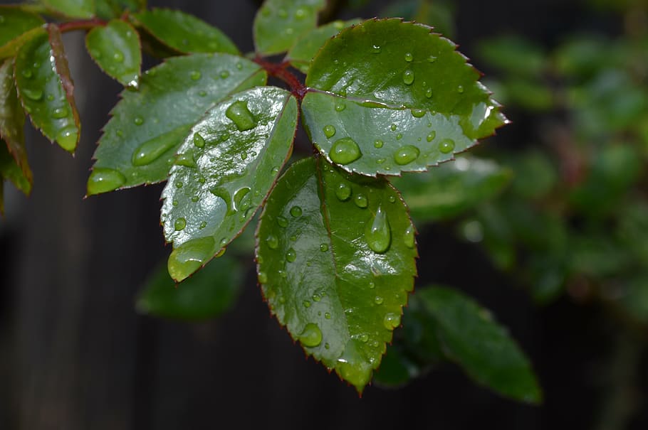 leaf, green, rosa, water, drop, plant part, wet, growth, close-up HD wallpaper