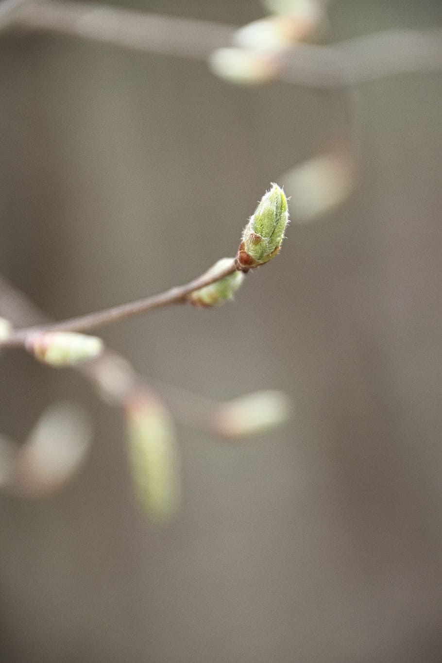 spring, bud, nature, shoots, tree, grey, plant, growth, close-up HD wallpaper