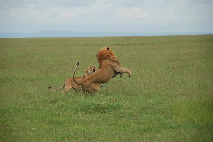 female and male lions, Fight, Kenya, Rest, Wild, wild as the