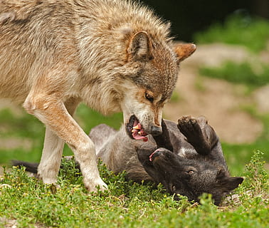 selective focus photography of wolf dog with puppy stands and lying on grass field at daytime HD wallpaper