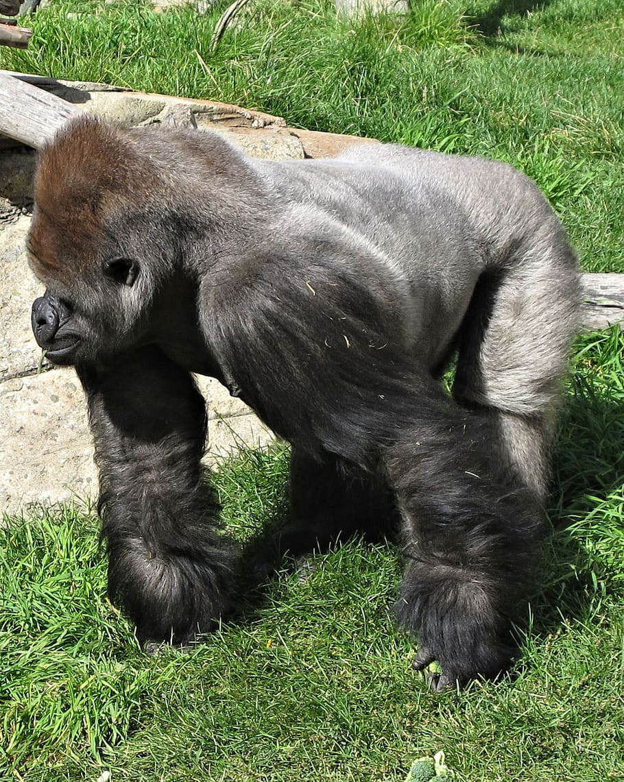 silverback, gorilla, calgary, zoo, canada, ape, primate, monkey HD wallpaper