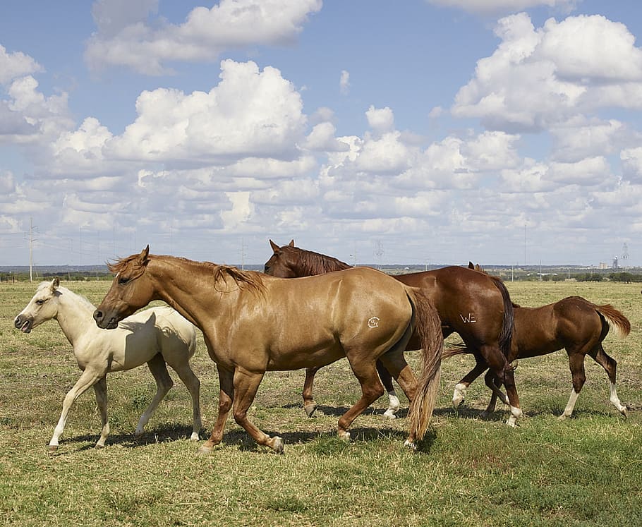 five horse running on field, horses, mares, colts, equine, herd