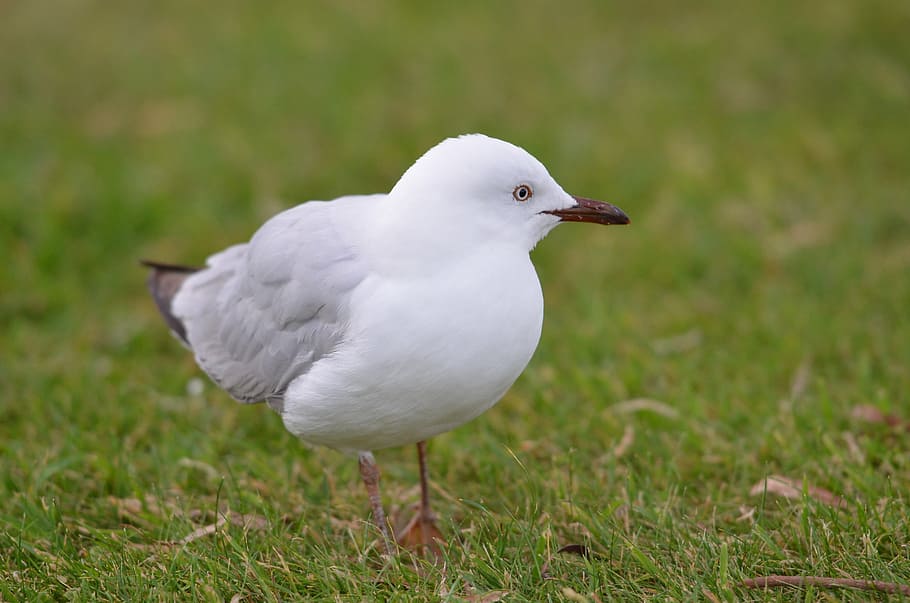 bird, seagull, grass, green, eye, white, beautiful, beach, animal themes HD wallpaper