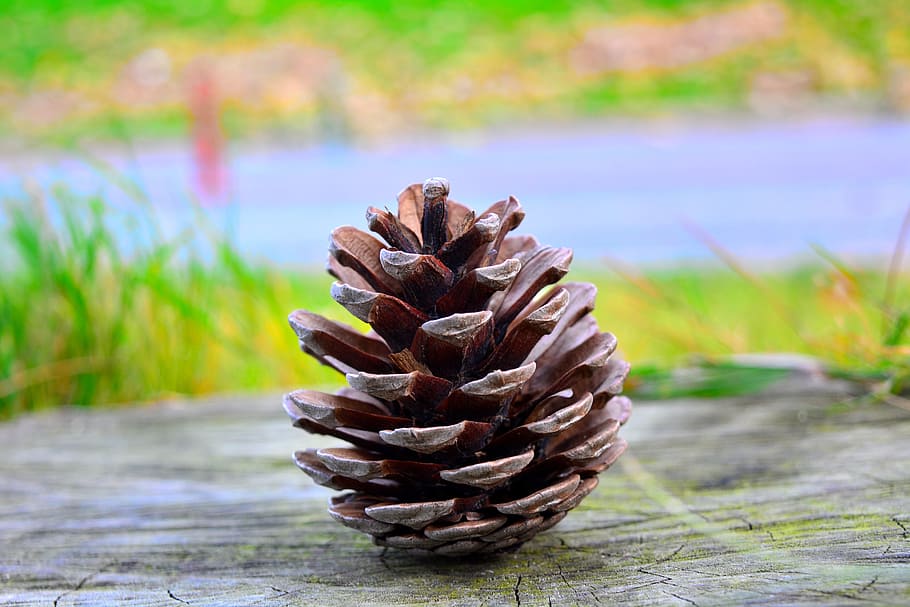 pine, cone, green, grass, plant, focus on foreground, pine cone HD wallpaper