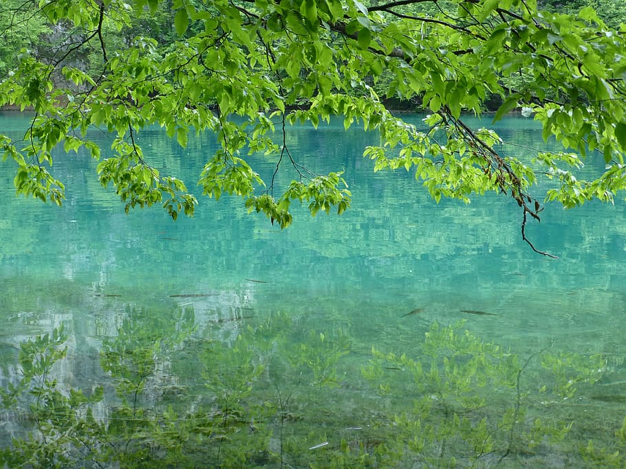 plitvice lakes, croatia, water, nature, landscape, fish, plant, HD wallpaper