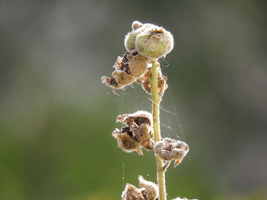 Hollyhock, Macro, Dry, Web, Nature, day, one animal, no people HD wallpaper