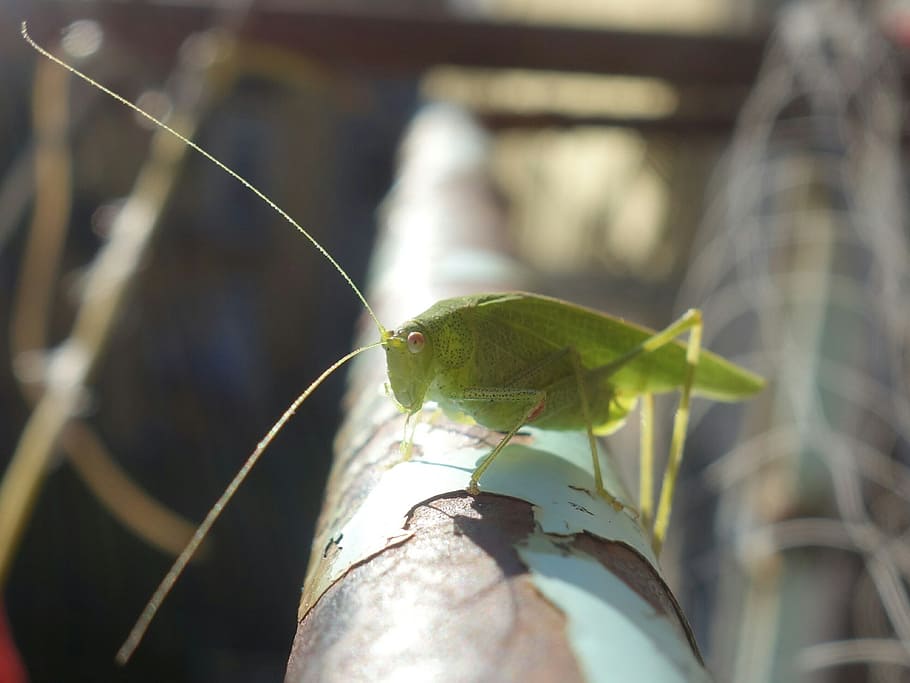 grasshopper, katydid, long probe shrink, insect, animal, close HD wallpaper