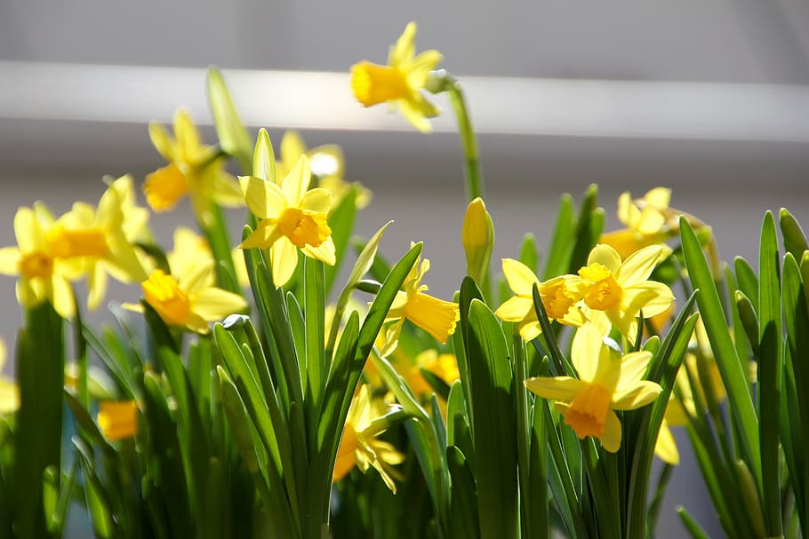 easter, flowers, spring, yellow, flower box, cowslip, daffodils HD wallpaper