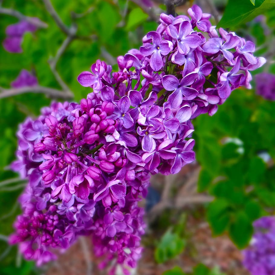 lilacs, spring, purple, springtime, blossom, garden, flowering plant HD wallpaper