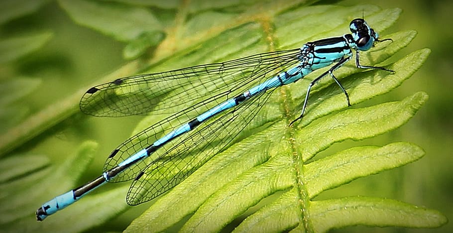 blue and black damsel on green leaf, dragonfly, insect, blue dragonfly HD wallpaper
