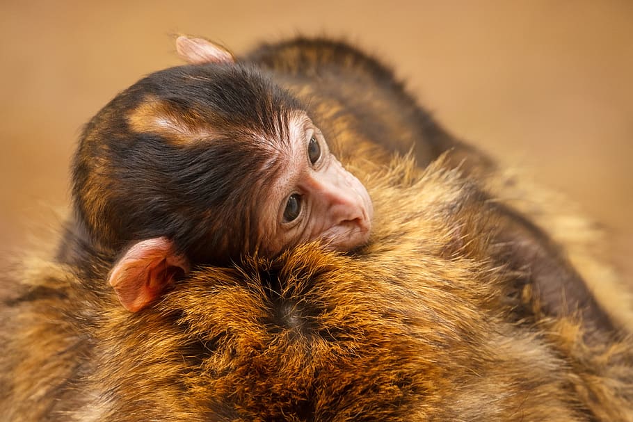 monkey, ape, baby, animal, animal themes, mammal, one animal HD wallpaper