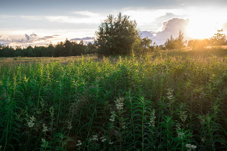 sunset, bed, crops, sky, plant, field, growth, beauty in nature HD wallpaper