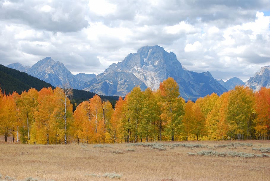 aspen, storm, mountains, yellowstone, national, park, clouds, HD wallpaper