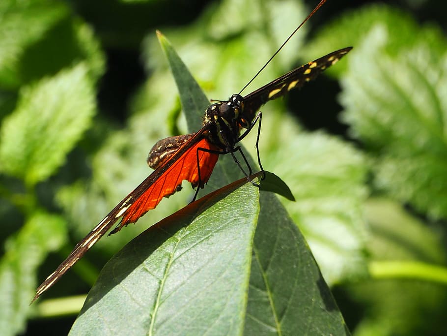 butterfly, leaf, leaves, insect, nature, animal, macro, sun HD wallpaper