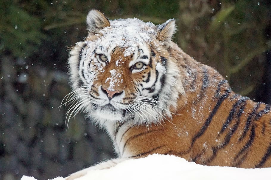 shallow focus photography of tiger lying on white snow field during daytime HD wallpaper