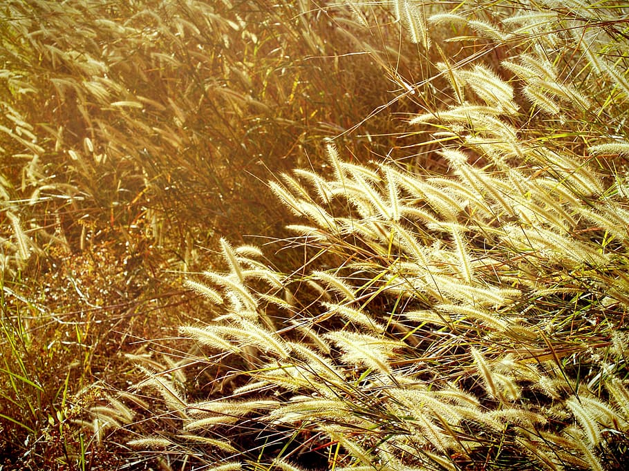 autumn, blur, calm, change, concept, country, countryside, depth HD wallpaper