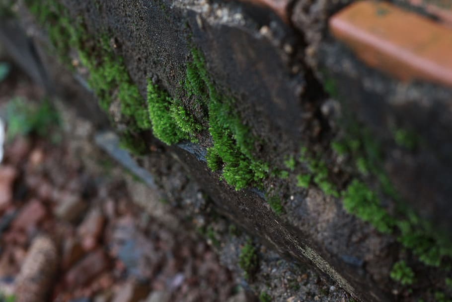 moss, green, texture, tree, macro, wet, plant, selective focus HD wallpaper