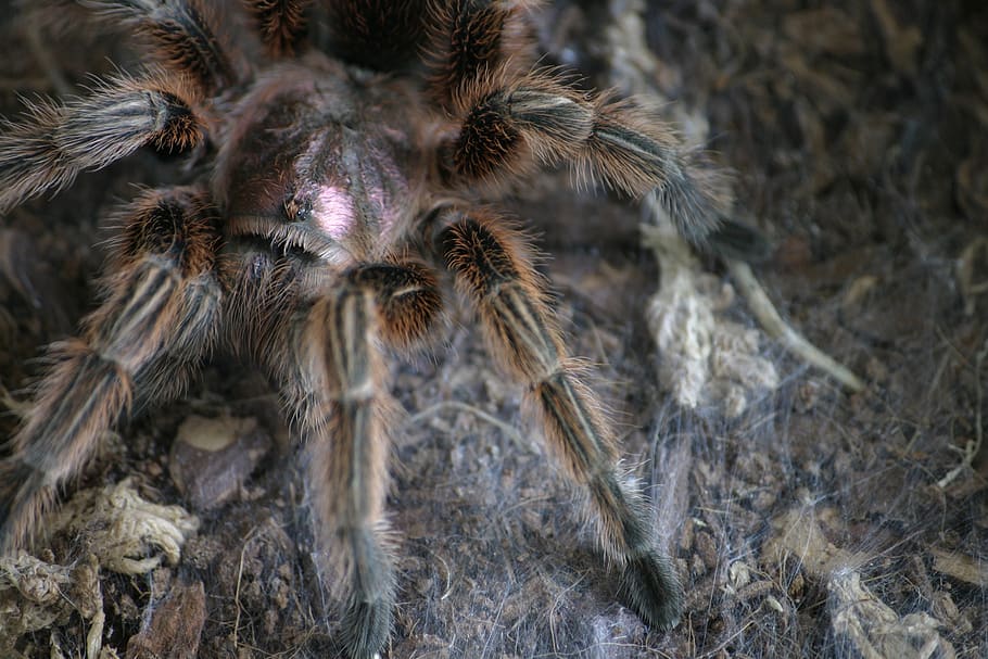 tarantula, spider, hairy, macro, exotic, insect, arachnid, animals, HD wallpaper