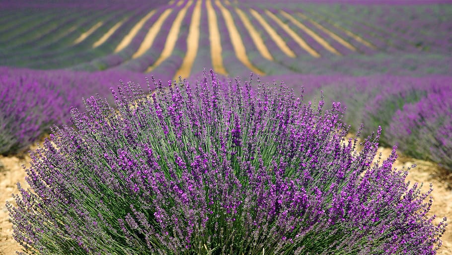 purple petaled flowers field, lavender, lavender field, french lavender