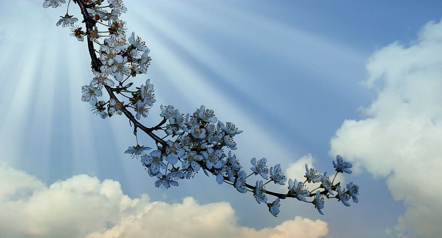 Flowers, Casey, Spring, White, White, Sun, Sun, Rays, cloud HD wallpaper