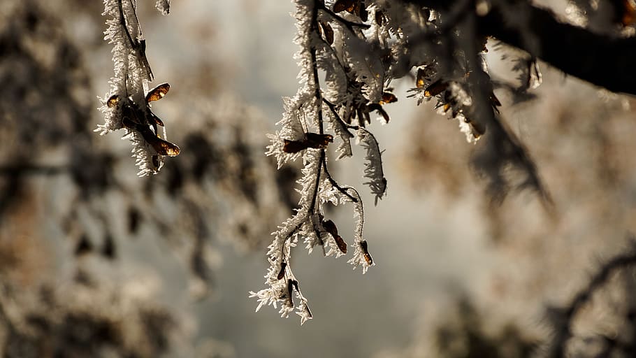 Tree, Maple, White, Christmas, Winter, ice, snow, crystal, frost HD wallpaper