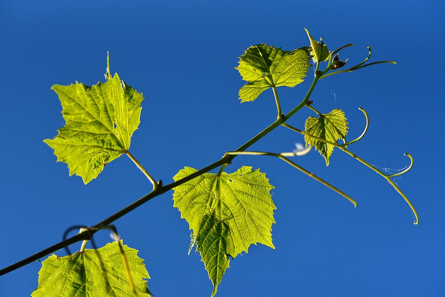 green leaves, grapevine, leaf, foliage, climber, wine, plant part HD wallpaper