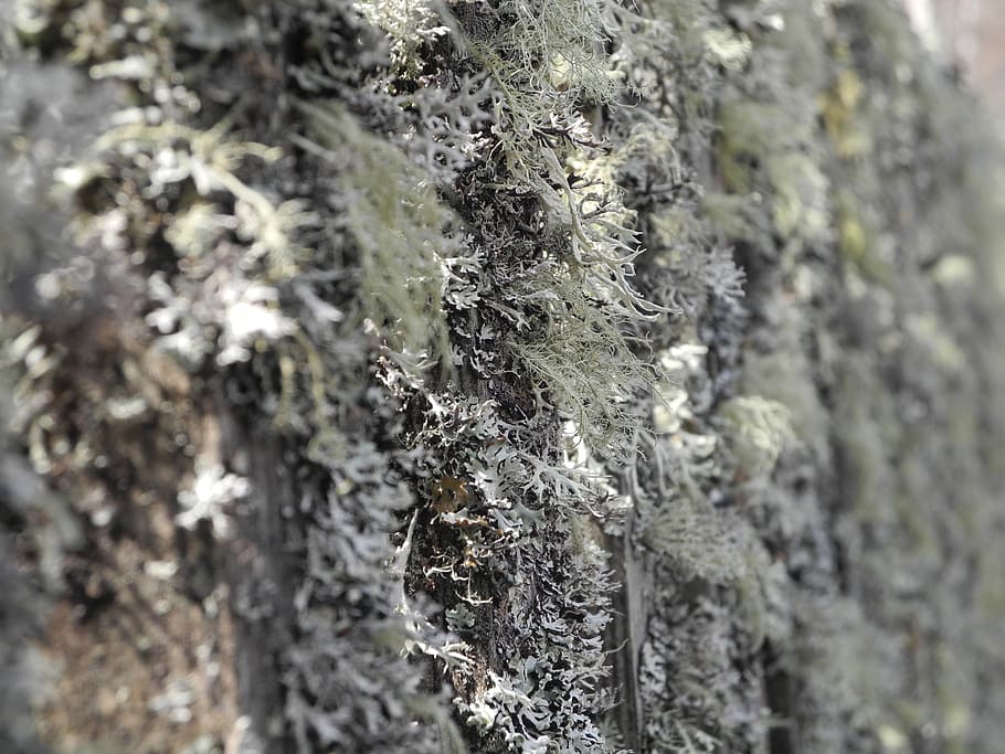 moss, weave, fence, close, selective focus, close-up, no people HD wallpaper