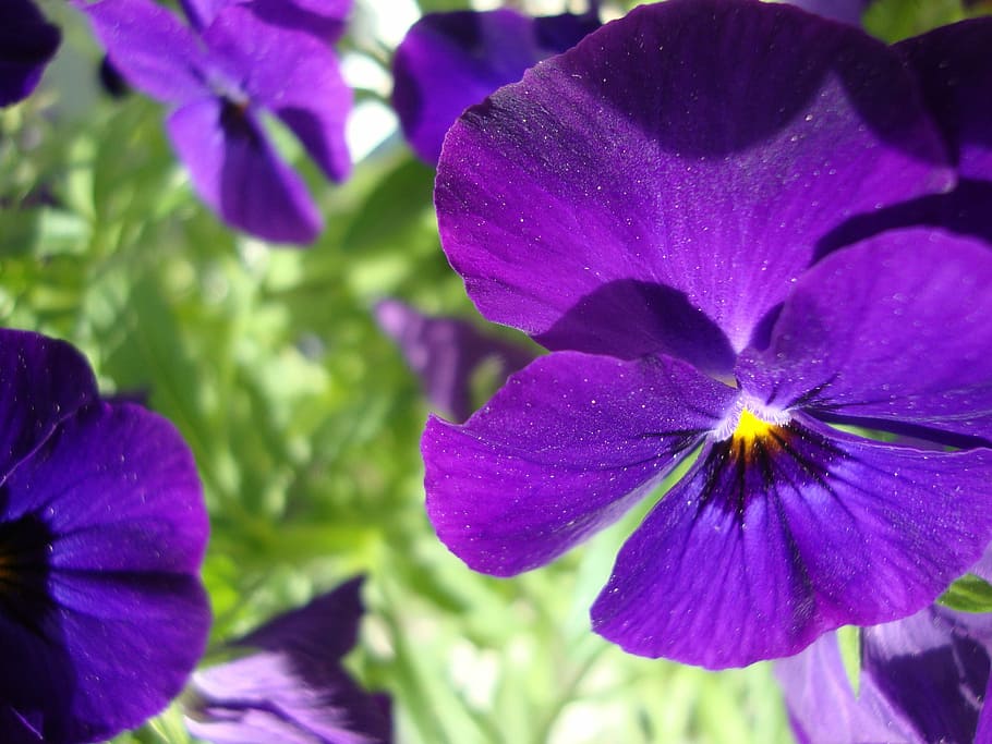 flower, summer, macro, purple, blossom, bloom, nature, garden HD wallpaper