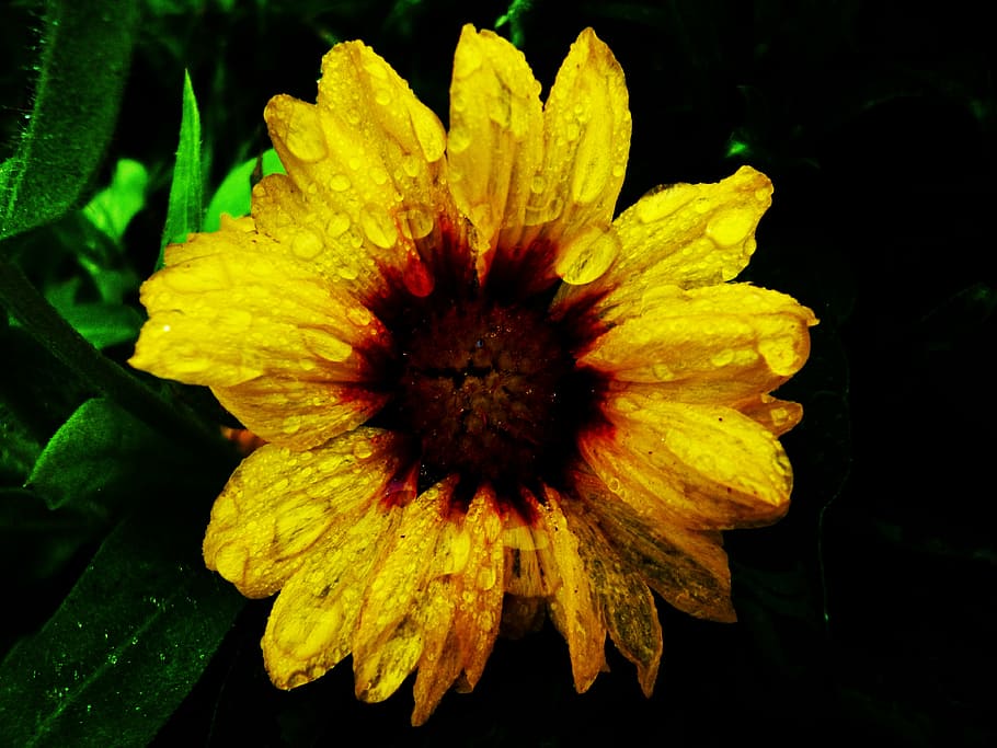 flower, yellow, drops, droplets, flowering plant, fragility HD wallpaper