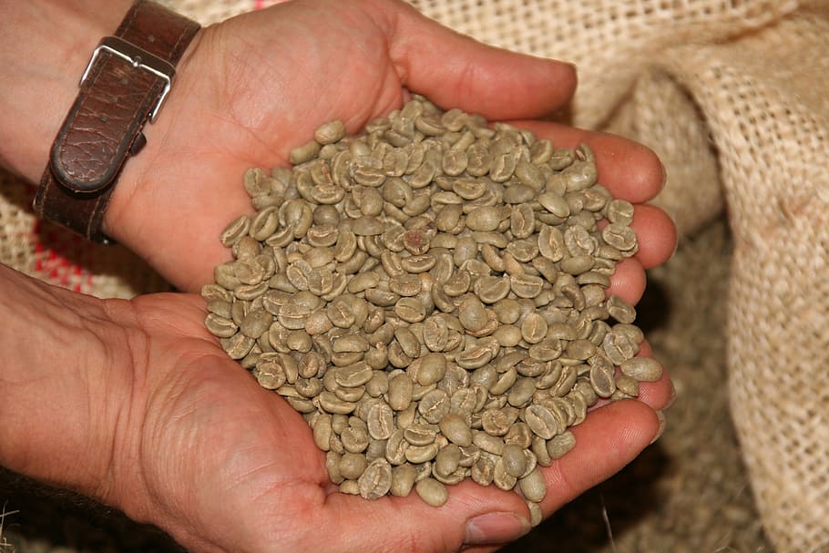 palm of gray coffee beans, cafe, aroma, green coffee, hand HD wallpaper