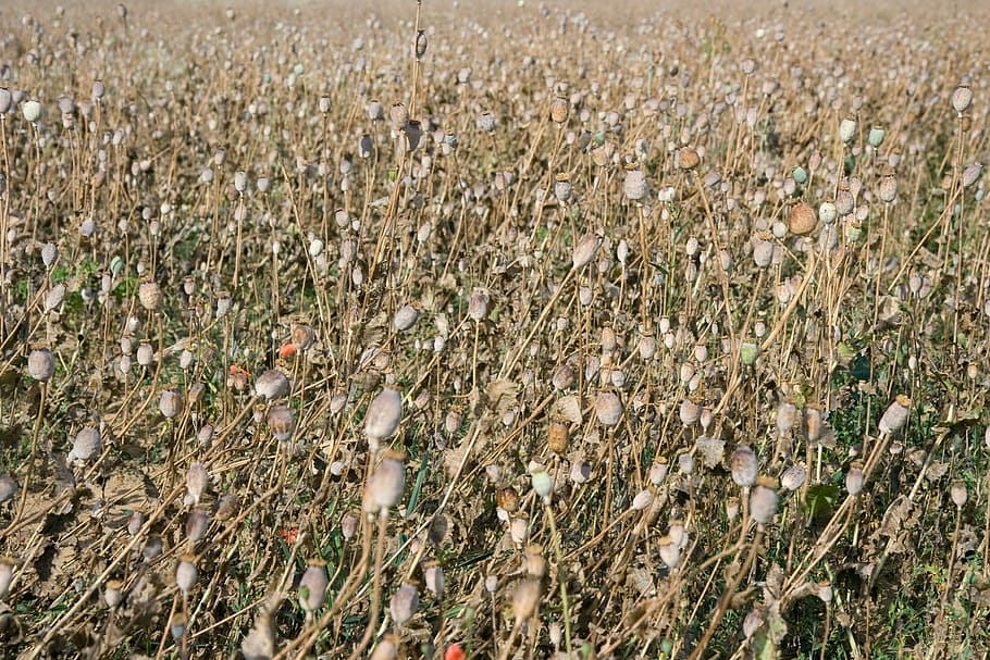 Poppy, Field, Spring, Wild, summer, meadow, floral, natural HD wallpaper