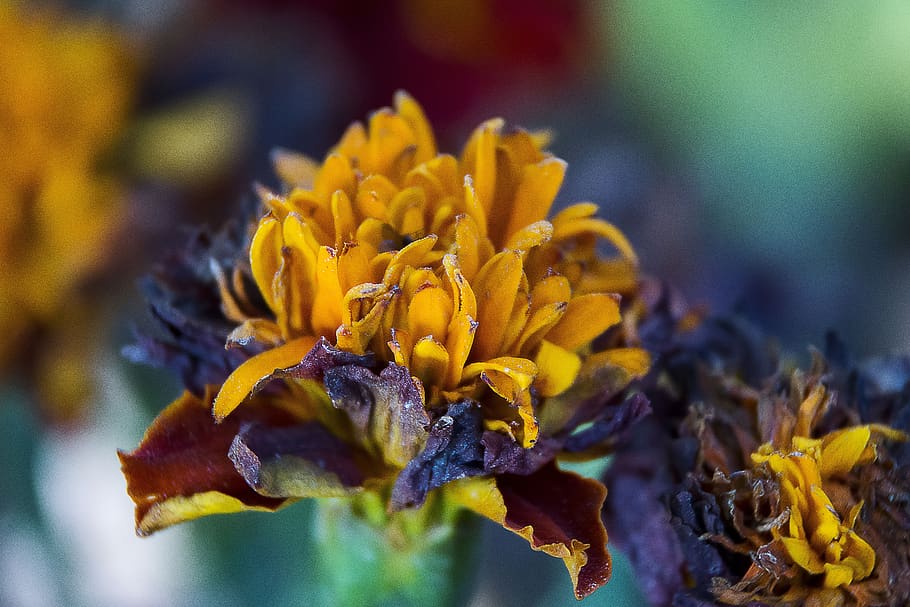 nature, flower, flora, leaf, closeup, flowering plant, close-up HD wallpaper