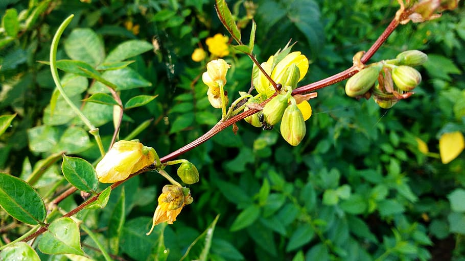 nature, plant, flower, growth, leaf, plant part, tree, close-up HD wallpaper